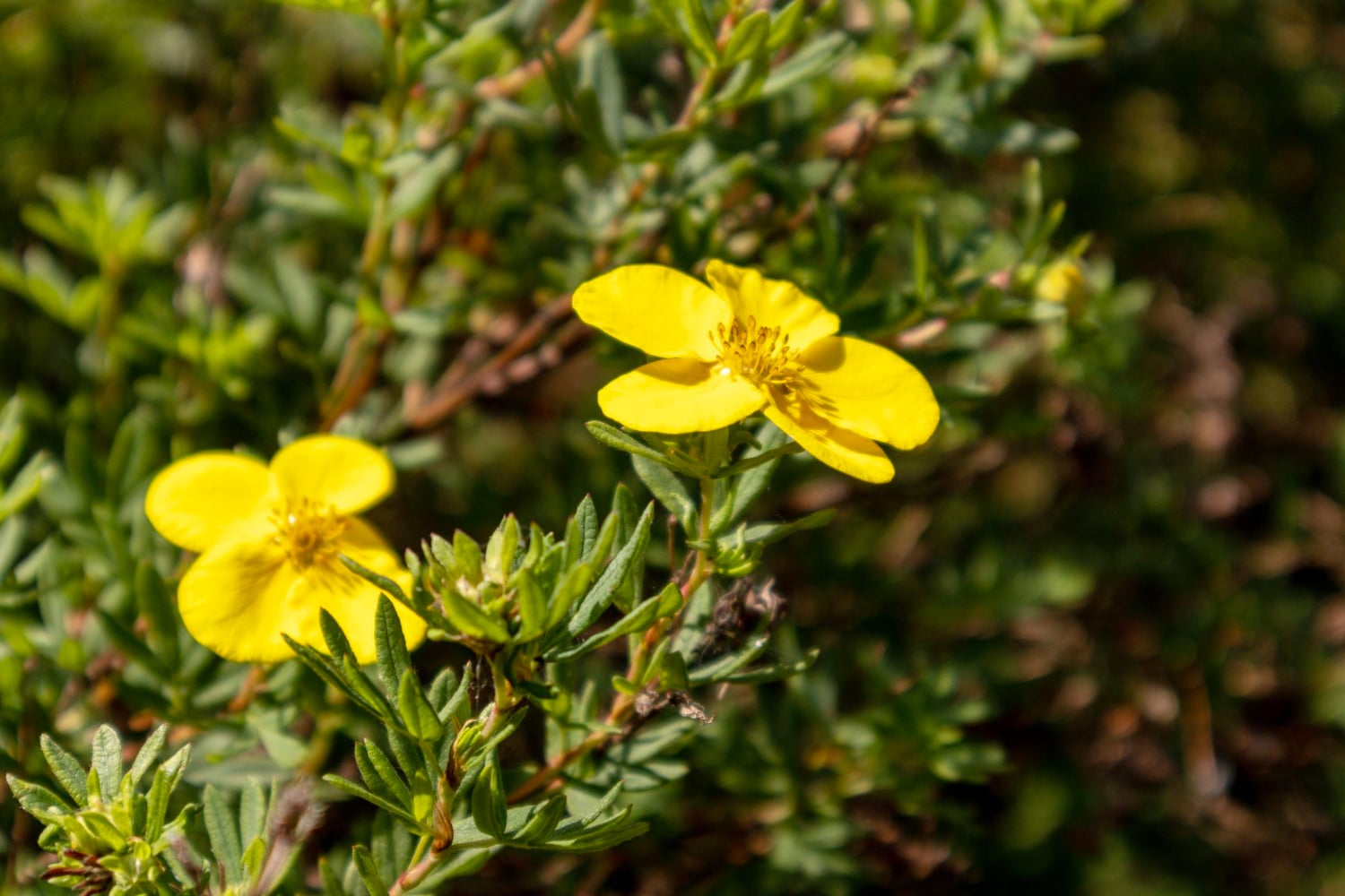 Understanding Tribulus Terrestris Benefits and for Men