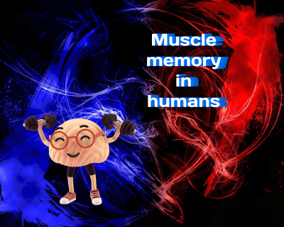 Muscle memory in humans