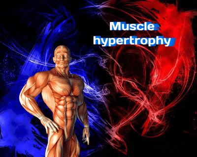 The possibilities of muscle hypertrophy for the average person
