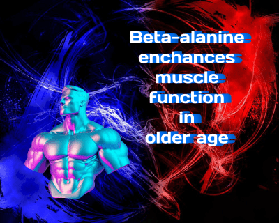 Beta-alanine Enhances Muscle Function in Older Age