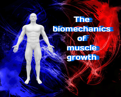 The Biomechanics of Muscle Growth