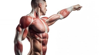 Nutrition for Building Lean Muscle Mass: A Comprehensive Guide