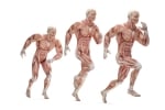 The Biomechanics of Muscle Growth